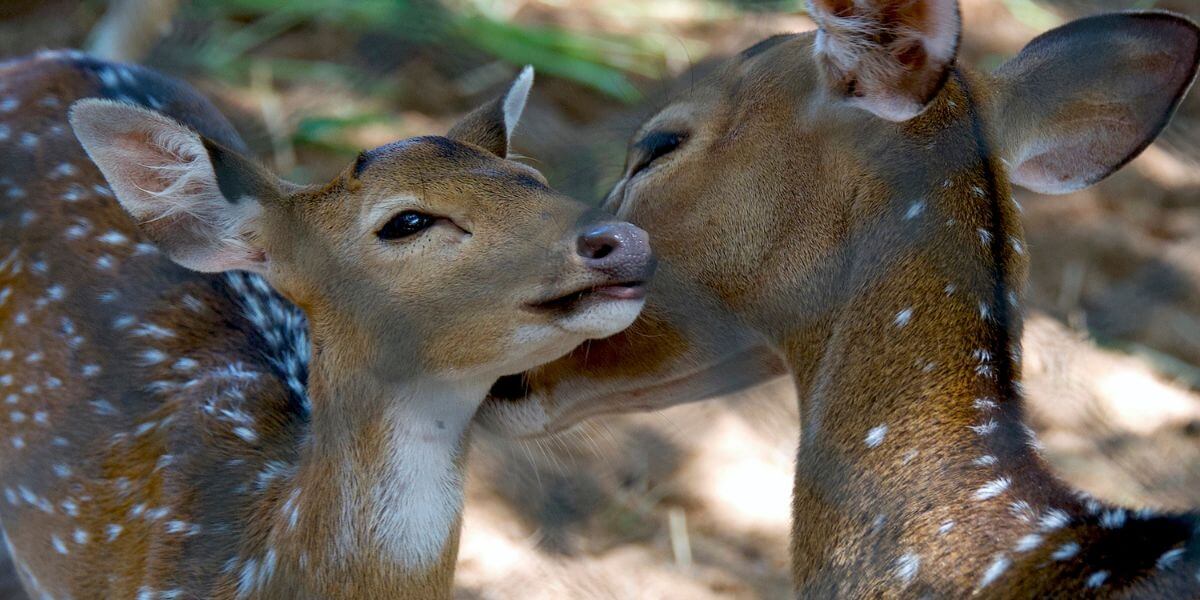 Love Without Conditions